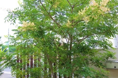 シマトネリコ-木