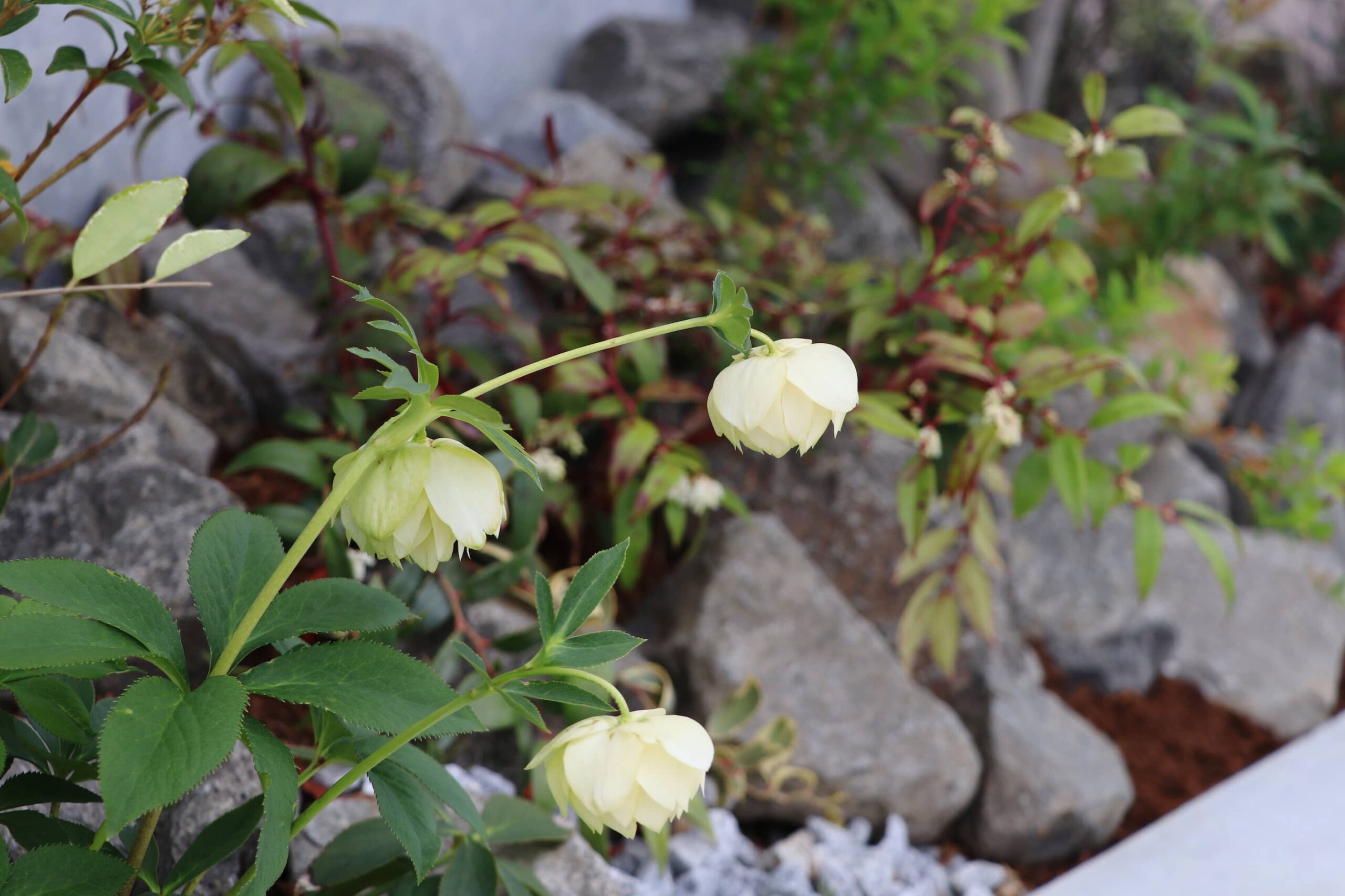 高松市のお庭施工例｜植栽とコンクリートの対比が美しい外構